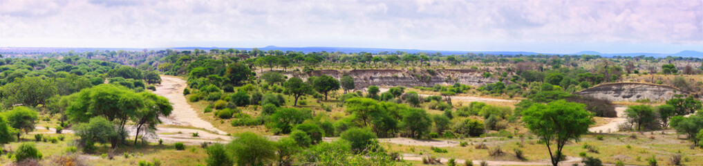 Fototapeta na wymiar Panorama of Tarangire national Park