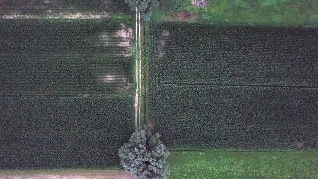 Aerial view of a farm field in Levico Terme, Italy, during sunrise with drone flying forward at low altitude