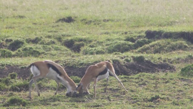 Trying to out manuver each other two young Springboks lock horns and go head to head swinging each other around as tension rises