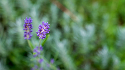 Violet lavender in blurred background