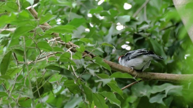 Close up shot of red-cowled cardinal (Paroaria dominicana) playing around on branch