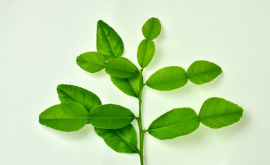 Fresh bergamot leaves on the branch,shot on white background. Bergamot or kaffir lime,a kind of herb takes important role on several Thai food menu especially curry.
