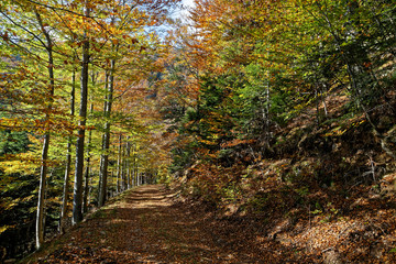 Fototapeta premium Forêt en automne