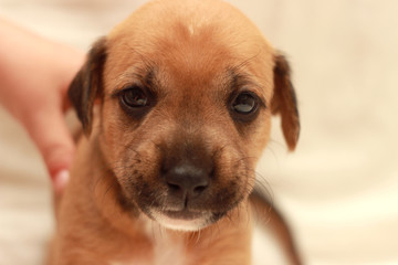little cute dog sleeping on women hands