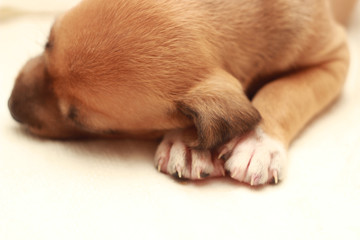 little cute dog sleeping on women hands