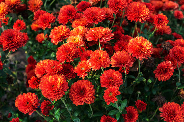 Chrysanthemums flower in autumn. flowers are bright colors.