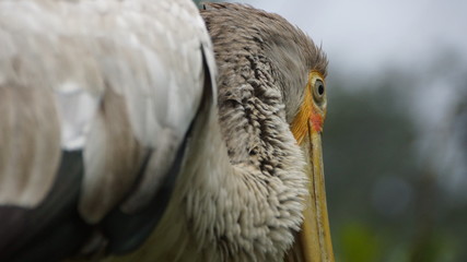 The great white pelican (Pelecanus onocrotalus) also known as the eastern white pelican, rosy pelican or white pelican is a bird in the pelican family.