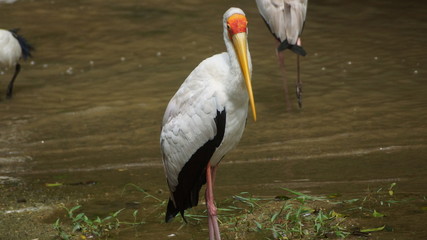 The yellow-billed stork (Mycteria ibis), sometimes also called the wood stork or wood ibis, is a...