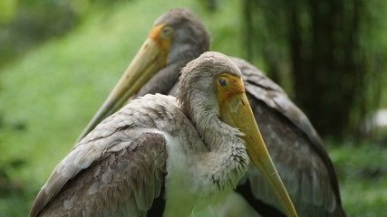 The great white pelican (Pelecanus onocrotalus) also known as the eastern white pelican, rosy pelican or white pelican is a bird in the pelican family.
