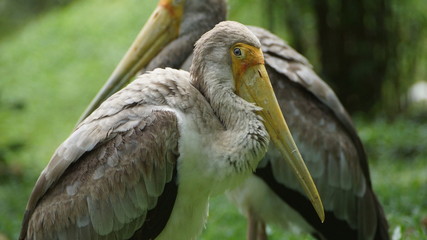 The great white pelican (Pelecanus onocrotalus) also known as the eastern white pelican, rosy pelican or white pelican is a bird in the pelican family.