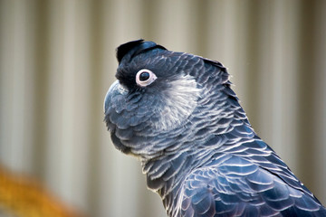 this is a side view of a White-tailed Black Cockatoo