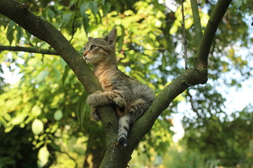 Cat on a tree branch