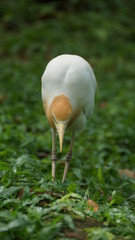 The cattle egret is a cosmopolitan species of heron found in the tropics, subtropics and warm temperate zones. It is the only member of the monotypic genus Bubulcus