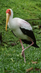 Obraz premium The yellow-billed stork (Mycteria ibis), sometimes also called the wood stork or wood ibis, is a large African wading stork species in the family Ciconiidae