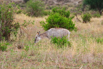 Impala and baobab / Impala antelope on the background of the savanna tree baobab