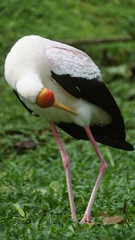 The yellow-billed stork (Mycteria ibis), sometimes also called the wood stork or wood ibis, is a large African wading stork species in the family Ciconiidae
