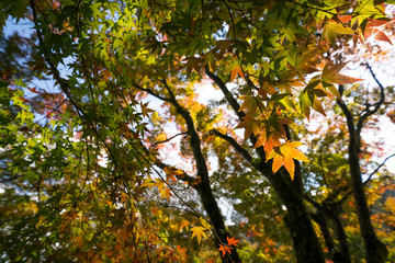色づき始めた木々　大窪寺(四国八十八ヶ所霊場第88番札所)