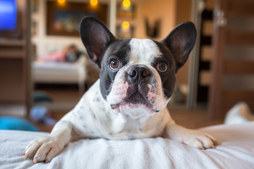 Adorable french bulldog wanna go to bed