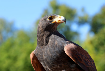 Portrait of a Harris hawk (parabuteo unicinctus)
