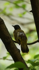 The black-headed bulbul has a mainly olive-yellow plumage with a glossy bluish-black head. A grey morph where most of the olive-yellow is replaced by grey also exists