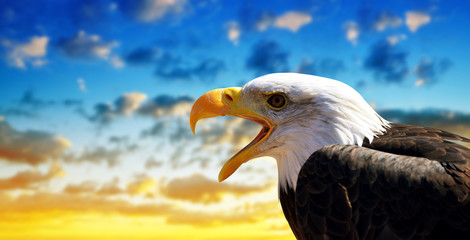 Portrait of a Bald Eagle (Haliaeetus Leucocephalus) with sunset sky at the background.