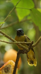 The black-headed bulbul has a mainly olive-yellow plumage with a glossy bluish-black head. A grey morph where most of the olive-yellow is replaced by grey also exists
