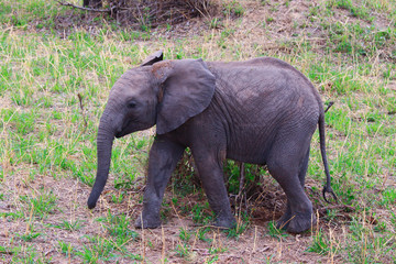Naklejka na ściany i meble Elephant in Tarangire national Park / Elephant in Tarangire national Park