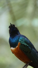 	The golden-breasted starling is a small bird with a bright, blue tail and a blue back. It has a green head, white eyes, blue-violet wings, and a yellow breast, belly, and upper tail covers.