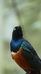 	The golden-breasted starling is a small bird with a bright, blue tail and a blue back. It has a green head, white eyes, blue-violet wings, and a yellow breast, belly, and upper tail covers.