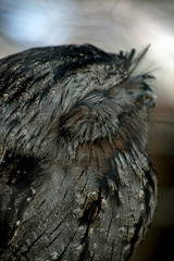 this is a close up of a tawny frogmouth