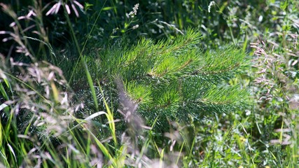Naklejka na ściany i meble pine branch in the grass