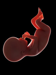 3d rendered medically accurate illustration of a fetus - week 20