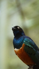 	The golden-breasted starling is a small bird with a bright, blue tail and a blue back. It has a green head, white eyes, blue-violet wings, and a yellow breast, belly, and upper tail covers.