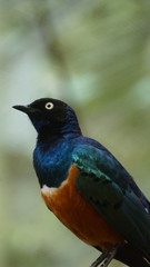 	The golden-breasted starling is a small bird with a bright, blue tail and a blue back. It has a green head, white eyes, blue-violet wings, and a yellow breast, belly, and upper tail covers.