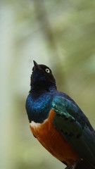 	The golden-breasted starling is a small bird with a bright, blue tail and a blue back. It has a green head, white eyes, blue-violet wings, and a yellow breast, belly, and upper tail covers.