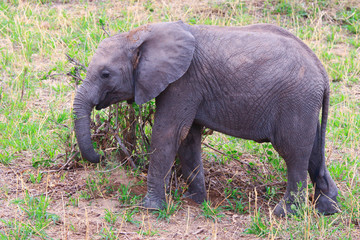 Naklejka na ściany i meble Elephant in Tarangire national Park / Elephant in Tarangire national Park