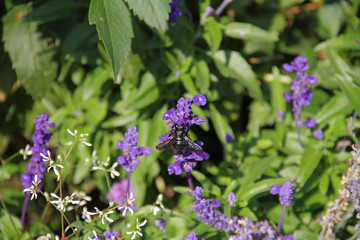 Holzbiene im Lavendel