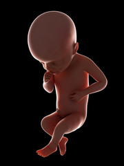 3d rendered medically accurate illustration of a fetus - week 25