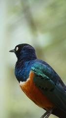 	The golden-breasted starling is a small bird with a bright, blue tail and a blue back. It has a green head, white eyes, blue-violet wings, and a yellow breast, belly, and upper tail covers.
