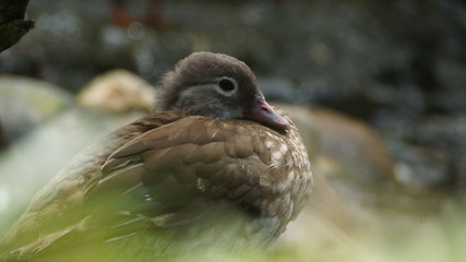 Brown feather duck in a pond
