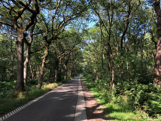 Road towards Ruigahuizen