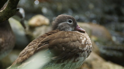 Naklejka premium Brown feather duck in a pond