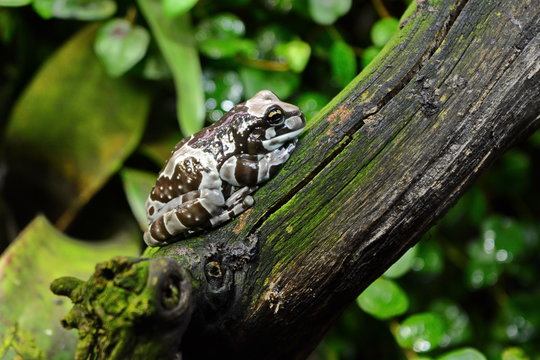 Resinifictrix trachycephalus. Brown amazon tropical exotic tree frog climb on old wet branch in terrarium