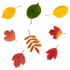 The colorful autumn leaves. Isolate on the white background.