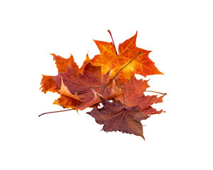 Naklejka na ściany i meble The colorful autumn maple leaves. Isolate on the white background.