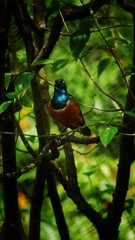 	The golden-breasted starling is a small bird with a bright, blue tail and a blue back. It has a green head, white eyes, blue-violet wings, and a yellow breast, belly, and upper tail covers.