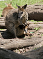 swamp wallaby and joey