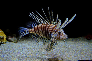 Naklejka na ściany i meble Pterois volitans. Tropical poisonous lionfish underwater over sand sea bed on black background