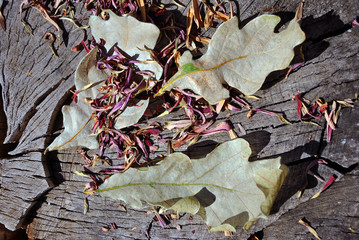 Zinnia bicolor flaccid pink flower petals and white oak leaves,  close up detail, soft gray wooden  background, top view