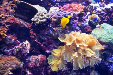 Fototapeta na wymiar small yellow tropical fish and colored corals under water